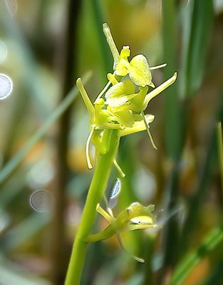 FEN ORCHID