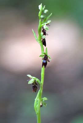 Fly Orchid