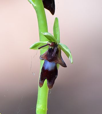 Fly Orchid