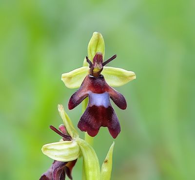 FLY ORCHID