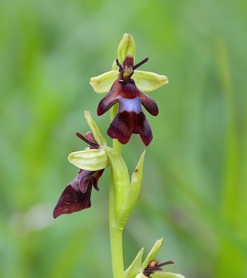 Fly Orchid