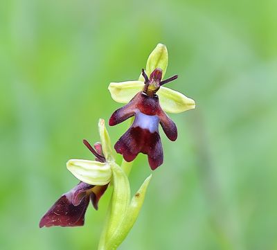 FLY ORCHID