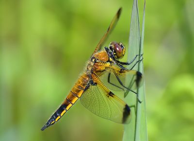Four-spotted Chaser