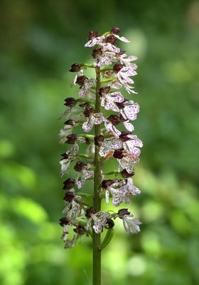 Lady Orchid