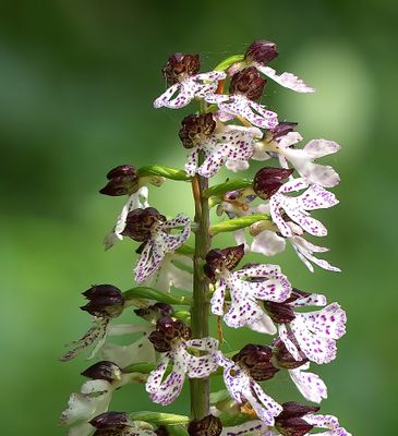 Lady Orchid