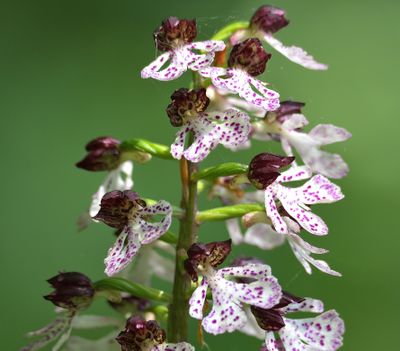 LADY ORCHID