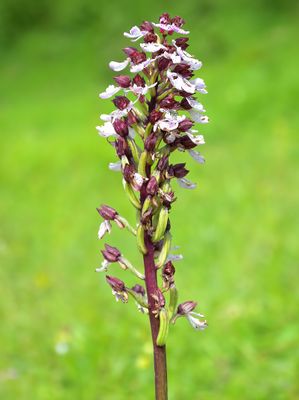 LADY ORCHID