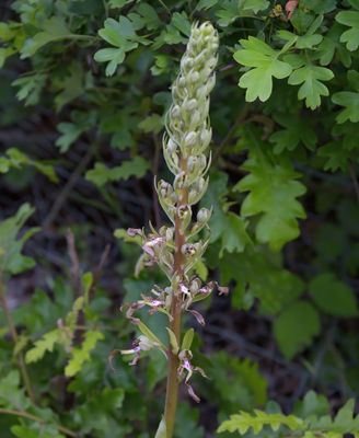 Lizard Orchid