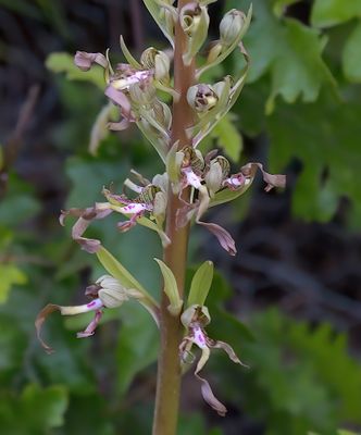 LIZARD ORCHID