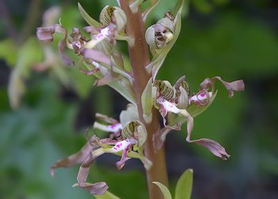 Lizard Orchid