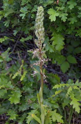 Lizard Orchid