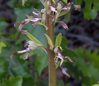Lizard Orchid