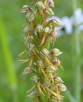 Man Orchid