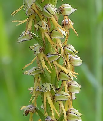 MAN ORCHID