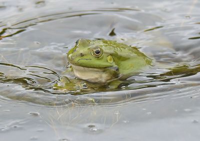 Marsh Frog