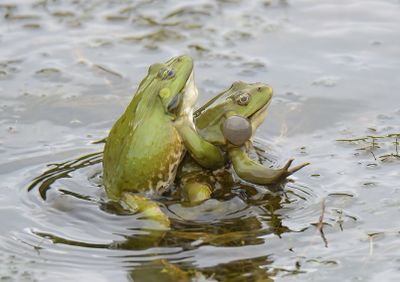 Marsh Frog
