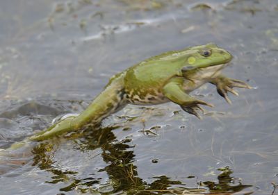 Marsh Frog