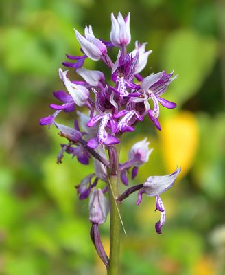 Military Orchid