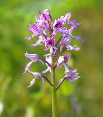 Military Orchid