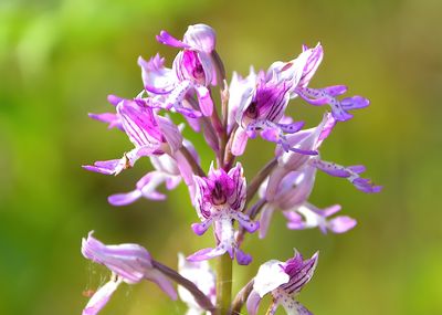 Military Orchid