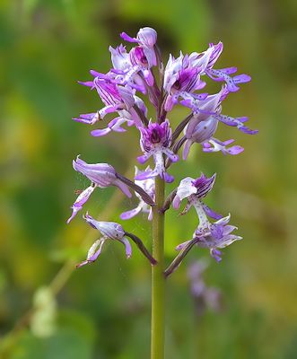 Military Orchid