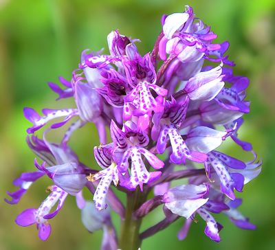 MILITARY ORCHID