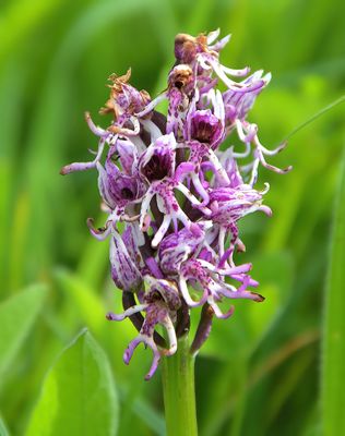 MONKEY ORCHID