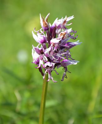 Monkey Orchid