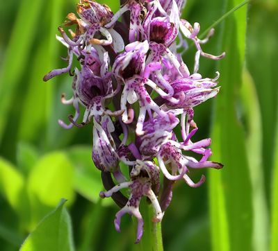 Monkey Orchid
