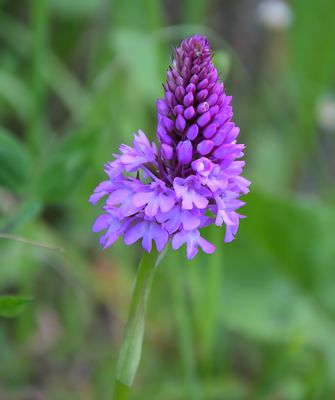 Pyramidal Orchid
