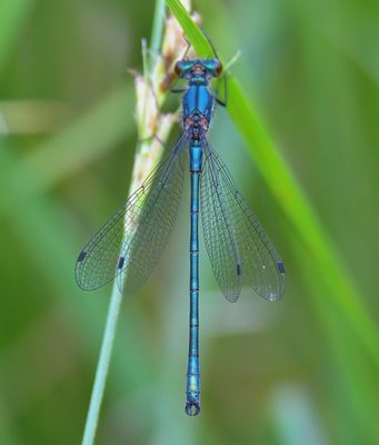 Scarce Emerald Damselfly