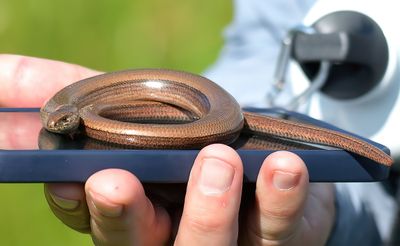 Slow Worm