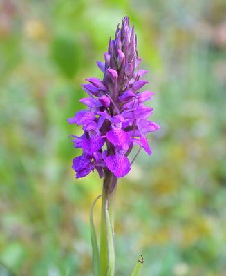 Southern Marsh Orchid