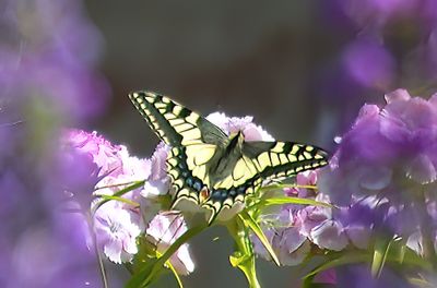 Swallowtail