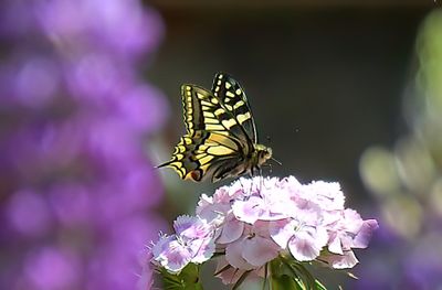 Swallowtail