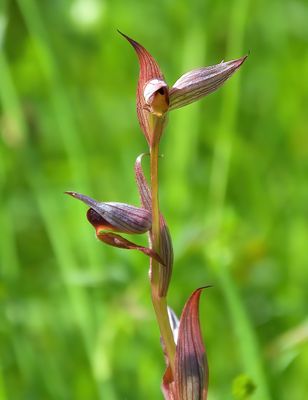 TONGUE ORCHID 