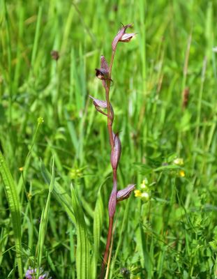 Tongue Orchid