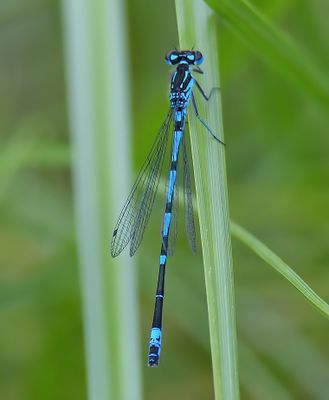 Variable Damselfly