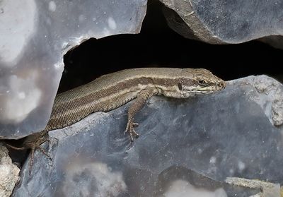 Wall Lizard