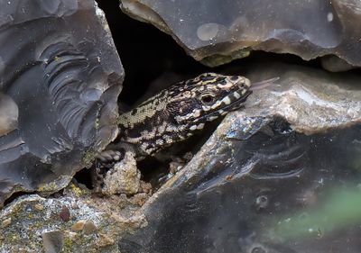 Wall Lizard