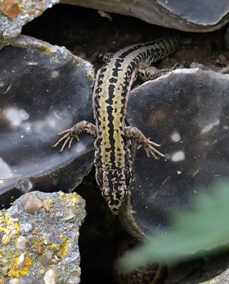 Wall Lizard