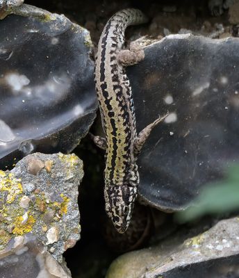 Wall Lizard