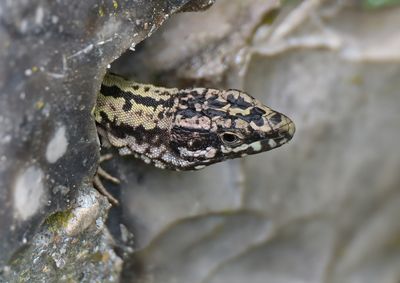 Wall Lizard