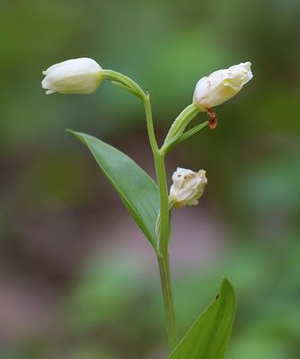 WHITE HELLEBORINE