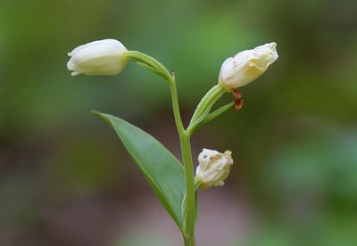 White Helleborine