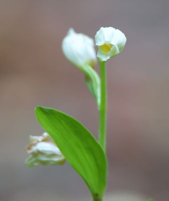White Helleborine