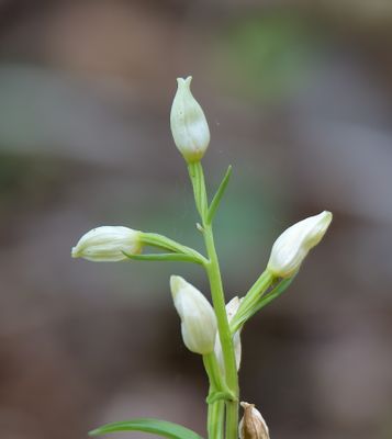 WHITE HELLEBORINE