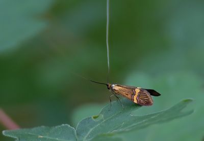 Yellow-barred Long-horn