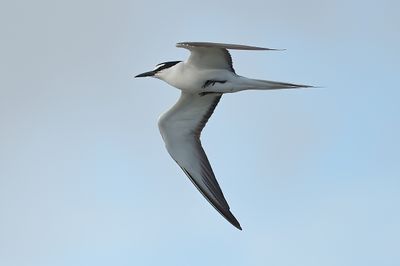 Bridled Tern