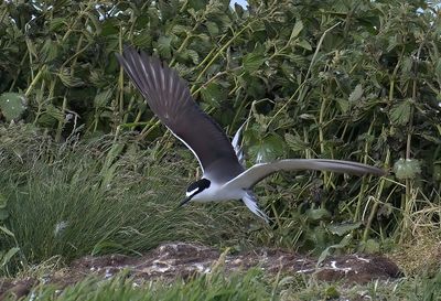 Bridled Tern